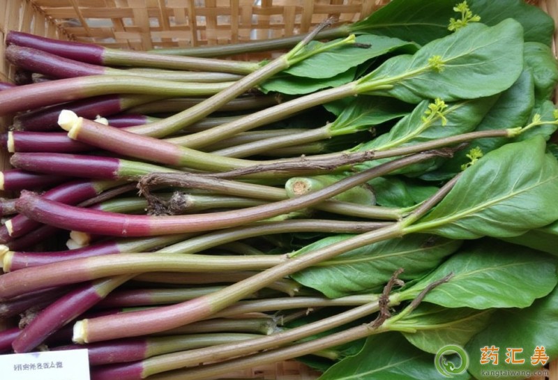 胰腺炎可以吃紅菜苔嗎