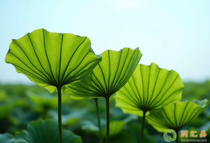 失眠可以吃荷葉