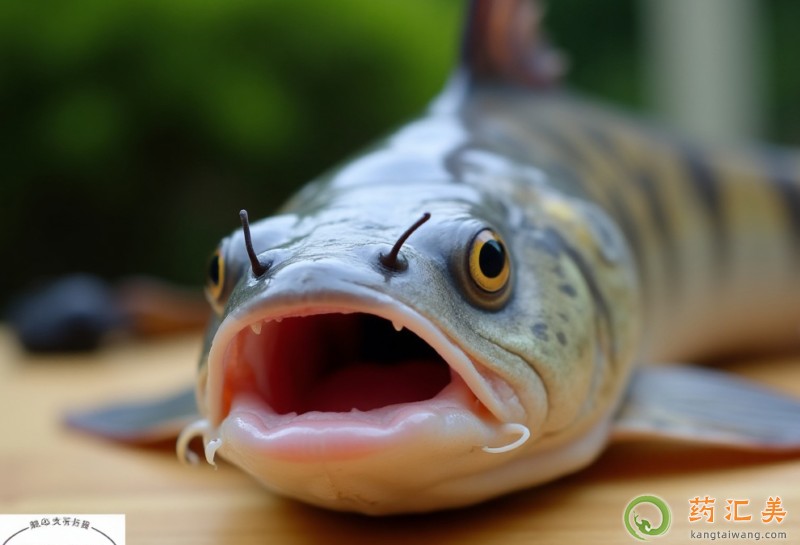 胰腺炎恢復(fù)期可以吃鯰魚(yú)嗎 胰腺炎恢復(fù)期可以吃鯰魚(yú)嗎