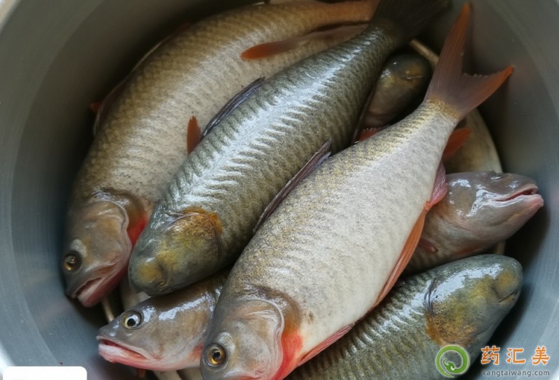 胰腺炎恢復期可以吃鯪魚嗎 胰腺炎恢復期可以吃鯪魚嗎