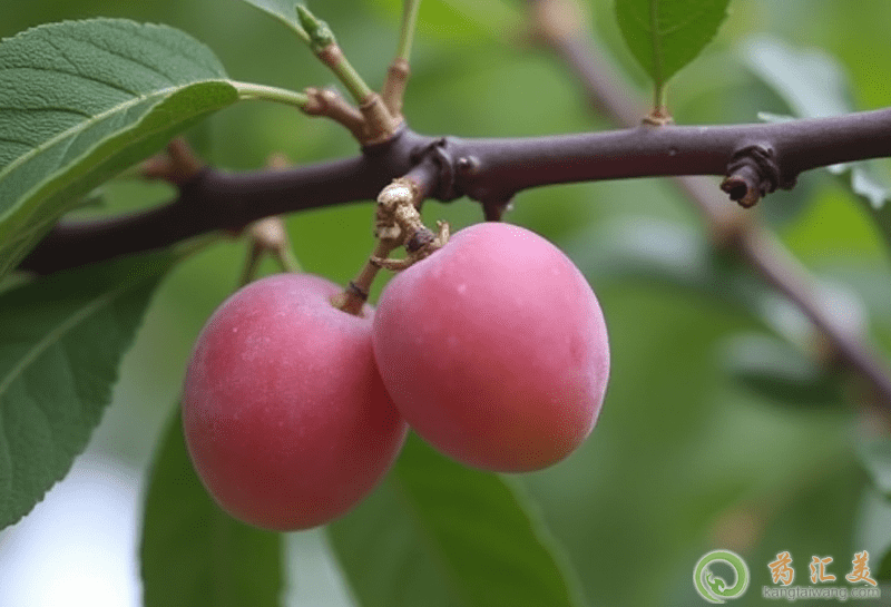 胰腺炎可以吃李子嗎 胰腺炎可以吃李子嗎