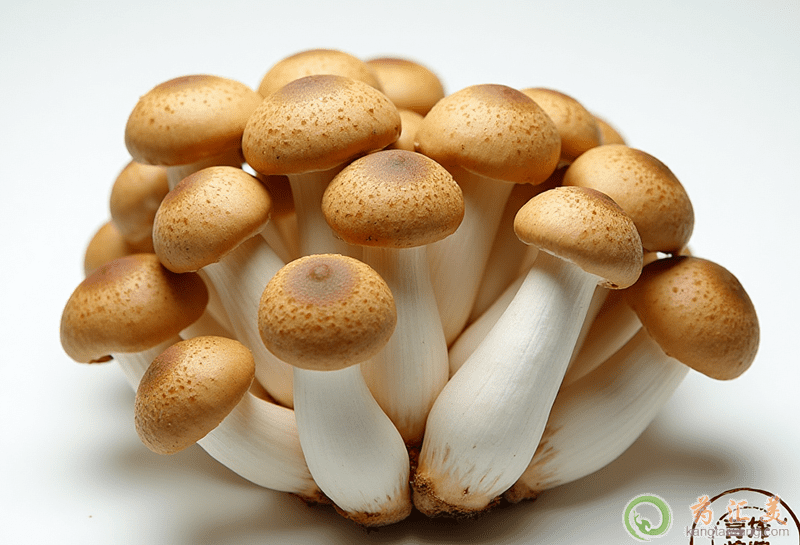 失眠可以吃蟹味菇 失眠可以吃蟹味菇