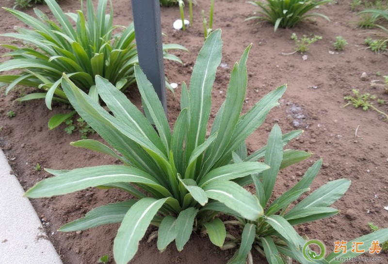 失眠可以吃敗醬草嗎 失眠可以吃敗醬草嗎