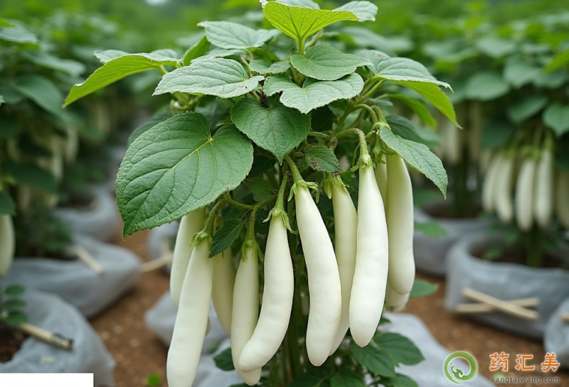 失眠可以吃白茄子嗎 失眠可以吃白茄子嗎