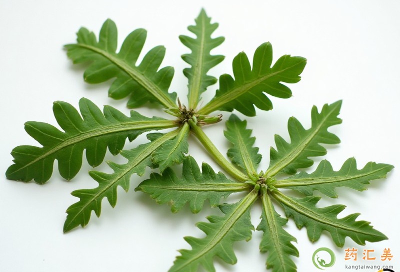 失眠患者能吃薺菜嗎 失眠患者能吃薺菜嗎