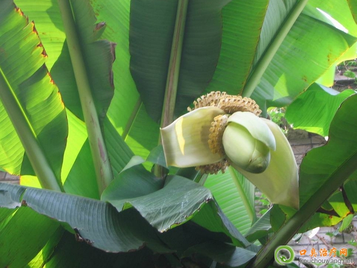 口臭可以吃芭蕉 口臭可以吃芭蕉