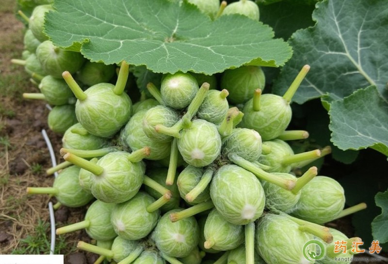 失眠可以吃抱子甘藍(lán)嗎 失眠可以吃抱子甘藍(lán)嗎