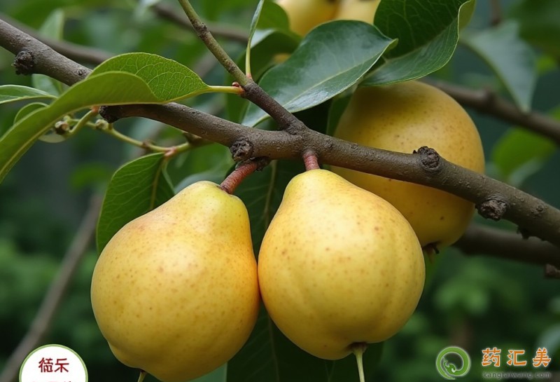 梨的適宜人群 羅漢果的適宜人群