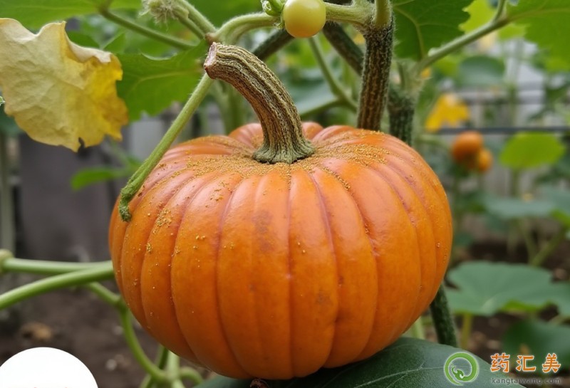 南瓜的功效與作用 南瓜的功效與作用