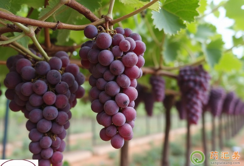 便秘可以吃葡萄嗎? 便秘可以吃葡萄嗎?