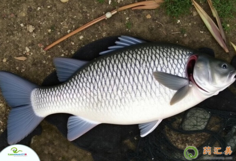 胰腺炎恢復(fù)期可以吃青魚嗎 胰腺炎恢復(fù)期可以吃青魚嗎