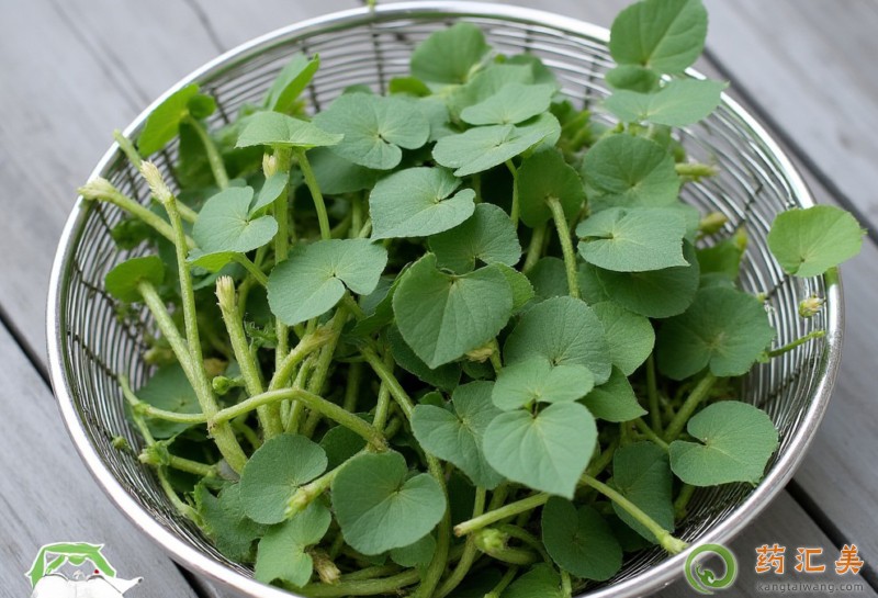 胰腺炎恢復期可以吃金花菜嗎 胰腺炎恢復期可以吃金花菜嗎