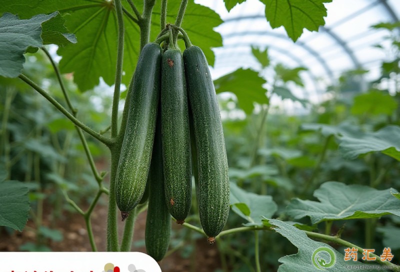 黃瓜與什么食物相克不能一起吃 黃瓜與什么食物相克不能一起吃