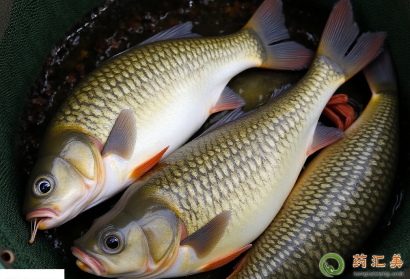 鯉魚與什么食物相克不能一起吃 鯉魚與什么食物相克不能一起吃
