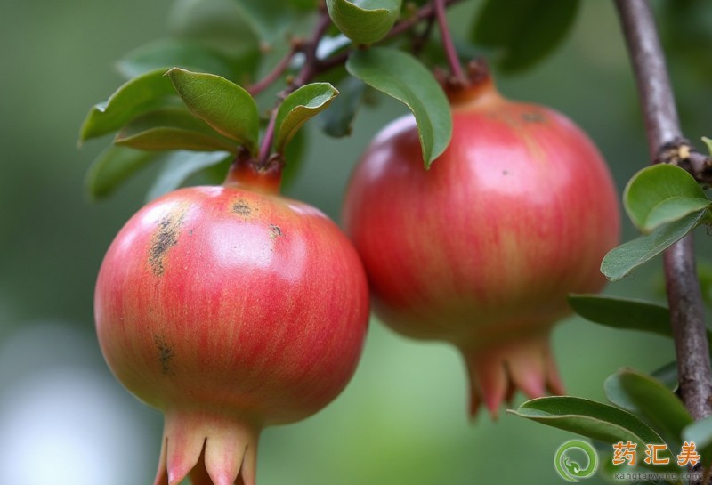 石榴和什么食物相克不能一起吃 石榴和什么食物相克不能一起吃