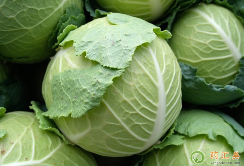 胰腺炎能吃圓白菜嗎 胰腺炎能吃圓白菜嗎