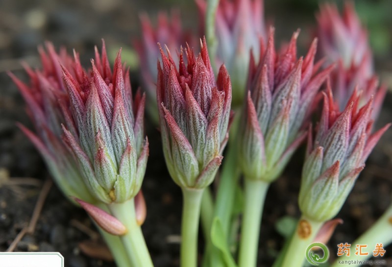吃刺老芽有什么好處 吃刺老芽有什么好處
