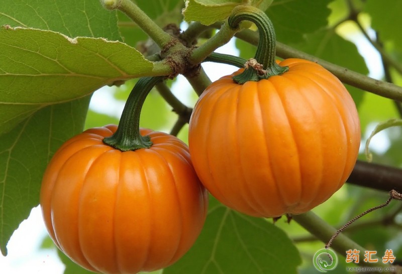 吃南瓜有什么好處 吃南瓜有什么好處