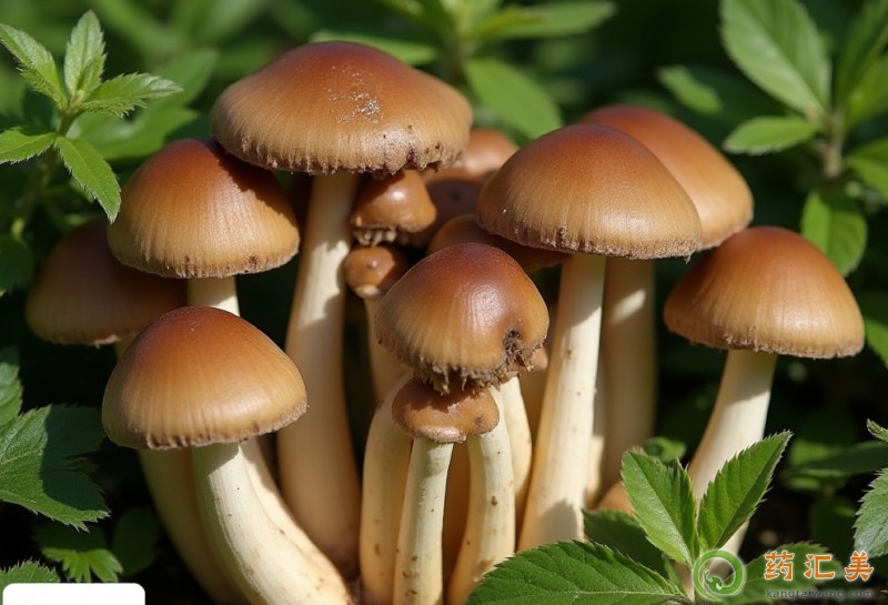 吃茶樹菇有什么好處 吃茶樹菇有什么好處