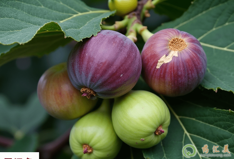 無(wú)花果的功效與作用 無(wú)花果的功效與作用
