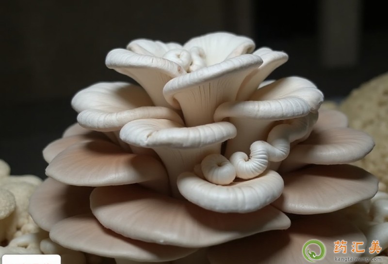 胰腺炎能吃鳳尾菇嗎 胰腺炎能吃鳳尾菇嗎