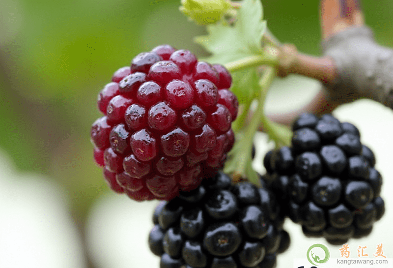 桑葚的營養價值 桑葚的營養價值