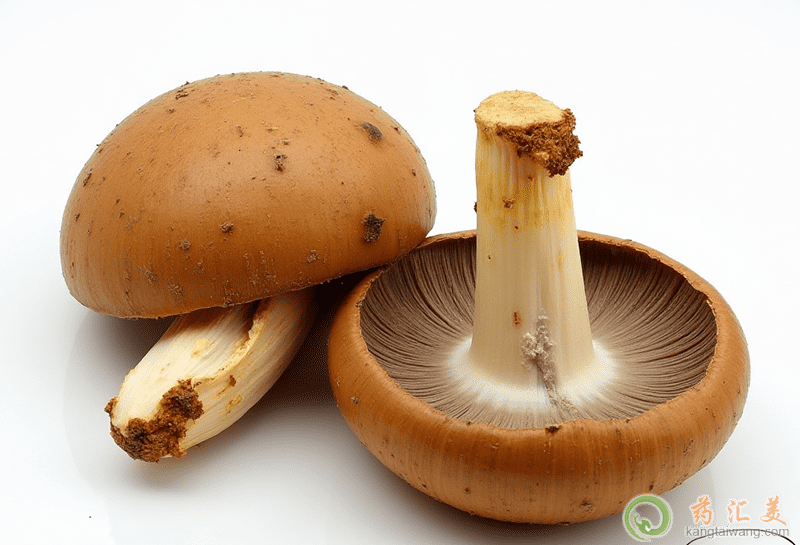 蘑菇的功效與作用 蘑菇的功效與作用