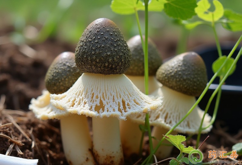 胰腺炎恢復期能吃竹蓀嗎 胰腺炎恢復期能吃竹蓀嗎