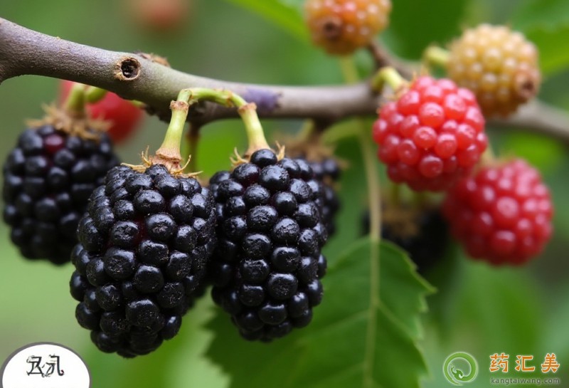 什么水果可以補(bǔ)腎壯陽 什么水果可以補(bǔ)腎壯陽