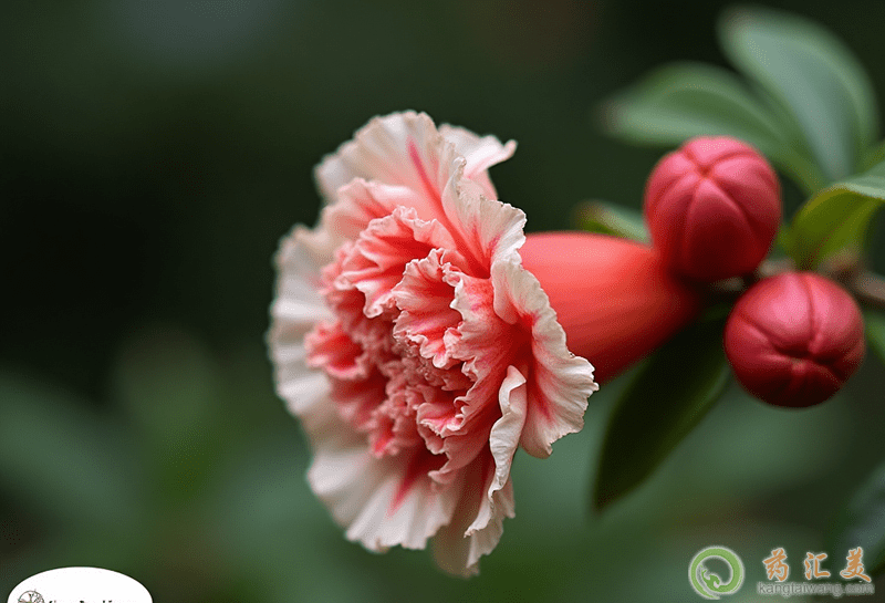 白發的原因 白發的原因