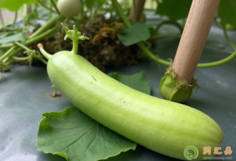 胰腺炎能吃蒲瓜嗎 胰腺炎能吃蒲瓜嗎