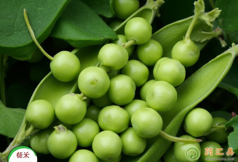 胰腺炎能吃鮮豌豆嗎 胰腺炎能吃鮮豌豆嗎